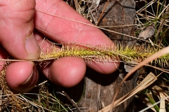 Lycopodiella