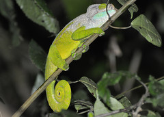 Calumma oshaughnessyi