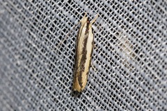 Ardozyga chionoprora
