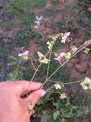 Mirabilis glabra