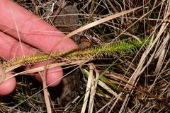 Lycopodiella