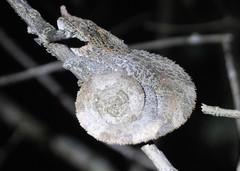 Calumma crypticum