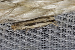 Ardozyga chionoprora