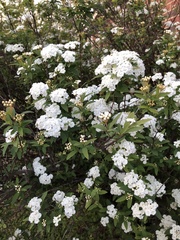Spiraea prunifolia