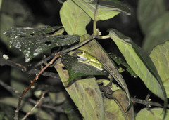 Boophis albilabris