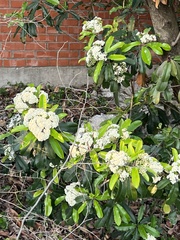 Photinia