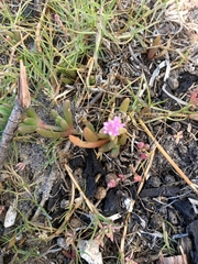 Disphyma crassifolium