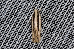 Ardozyga chionoprora