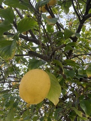 Citrus medica