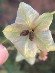 Mirabilis glabra