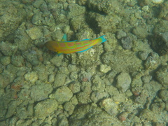 Thalassoma trilobatum