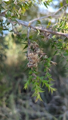 Melaleuca styphelioides