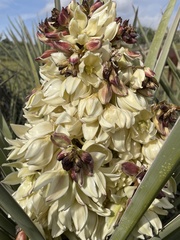 Yucca schidigera