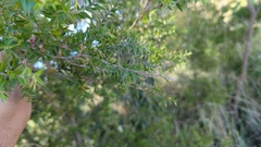 Melaleuca styphelioides