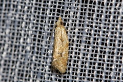 Euphona euphona