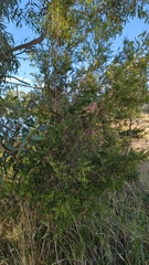 Melaleuca styphelioides