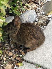 Sylvilagus palustris paludicola