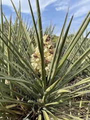 Yucca schidigera