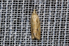 Euphona euphona