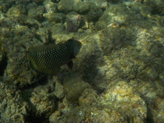 Novaculichthys taeniourus