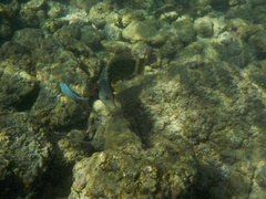 Novaculichthys taeniourus