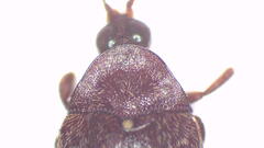 Chelonarium australicum