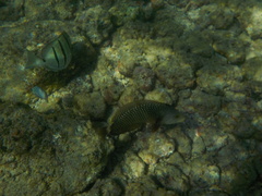 Novaculichthys taeniourus