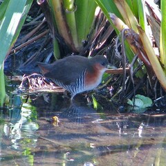 Laterallus melanophaius