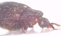 Chelonarium australicum