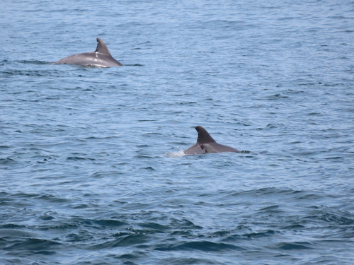 Tamanend's Bottlenose Dolphin photographed in New Jersey