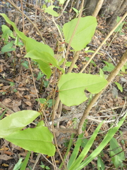 Smilax walteri