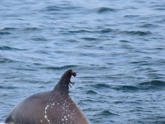 Xenobalanus globicipitis