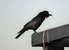 Corvus sinaloae