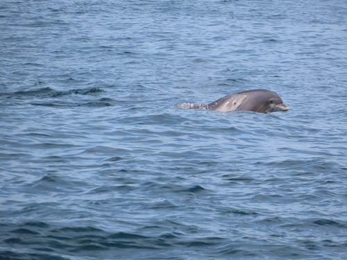 Tamanend's Bottlenose Dolphin photographed in New Jersey