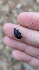 Sphaeroderus stenostomus