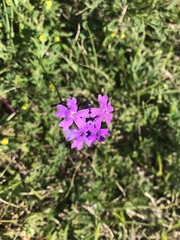 Verbena pulchella