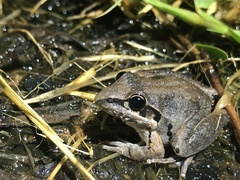 Litoria latopalmata