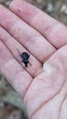 Sphaeroderus stenostomus