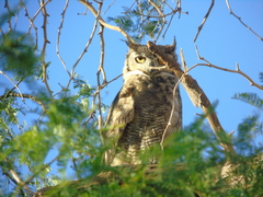 Bubo virginianus magellanicus