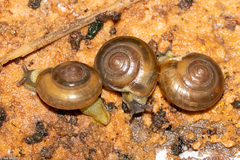 Macrochlamys indica