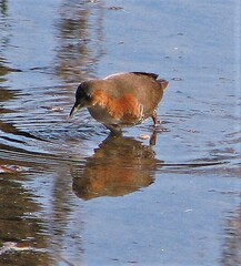 Laterallus melanophaius