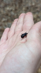 Sphaeroderus stenostomus