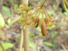Smilax walteri