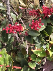 Gaultheria erecta