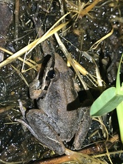 Litoria latopalmata