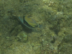 Rhinecanthus rectangulus