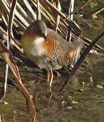 Laterallus melanophaius