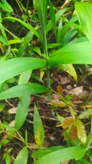 Ichnanthus breviscrobs