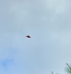 Polygonia interrogationis