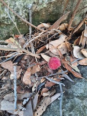 Cynips quercusnubila